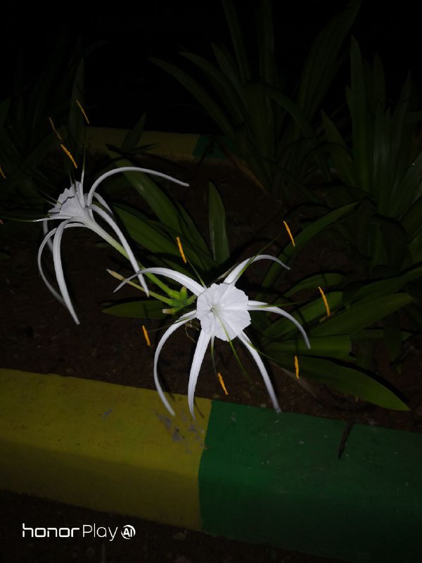 يوم-مع-كاميرا-هونر-بلاي