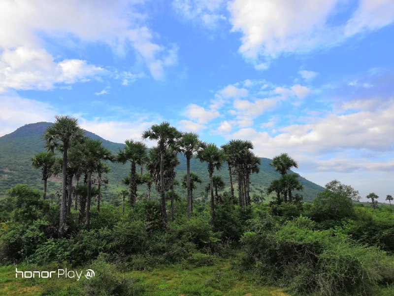 يوم-مع-كاميرا-هونر-بلاي