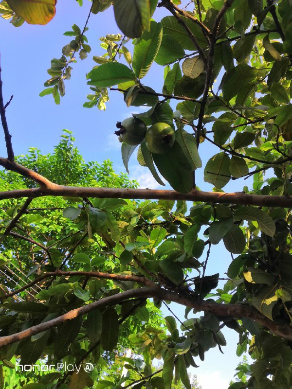 يوم-مع-كاميرا-هونر-بلاي