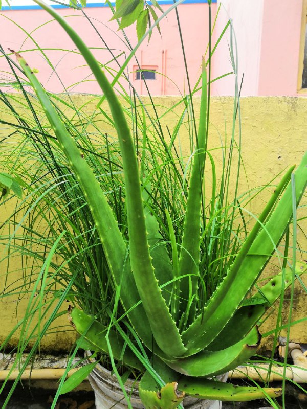 يوم-مع-كاميرا-هونر-بلاي