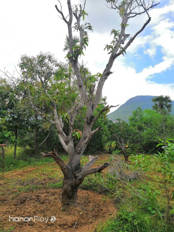 يوم-مع-كاميرا-هونر-بلاي
