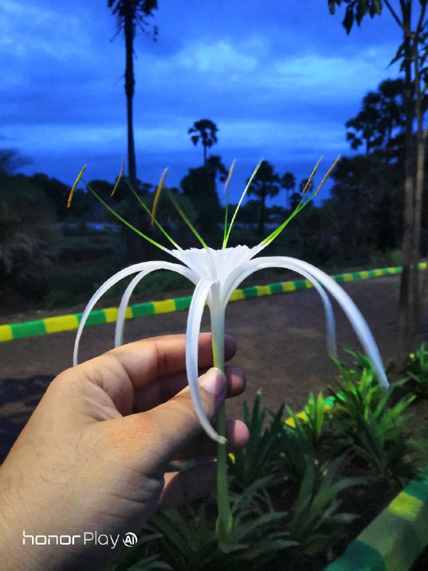 يوم-مع-كاميرا-هونر-بلاي