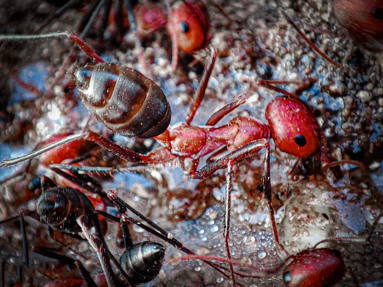 p-styletext-align-centerspan-stylefont-size18pxstrongما-الذي-تعرفه-عن