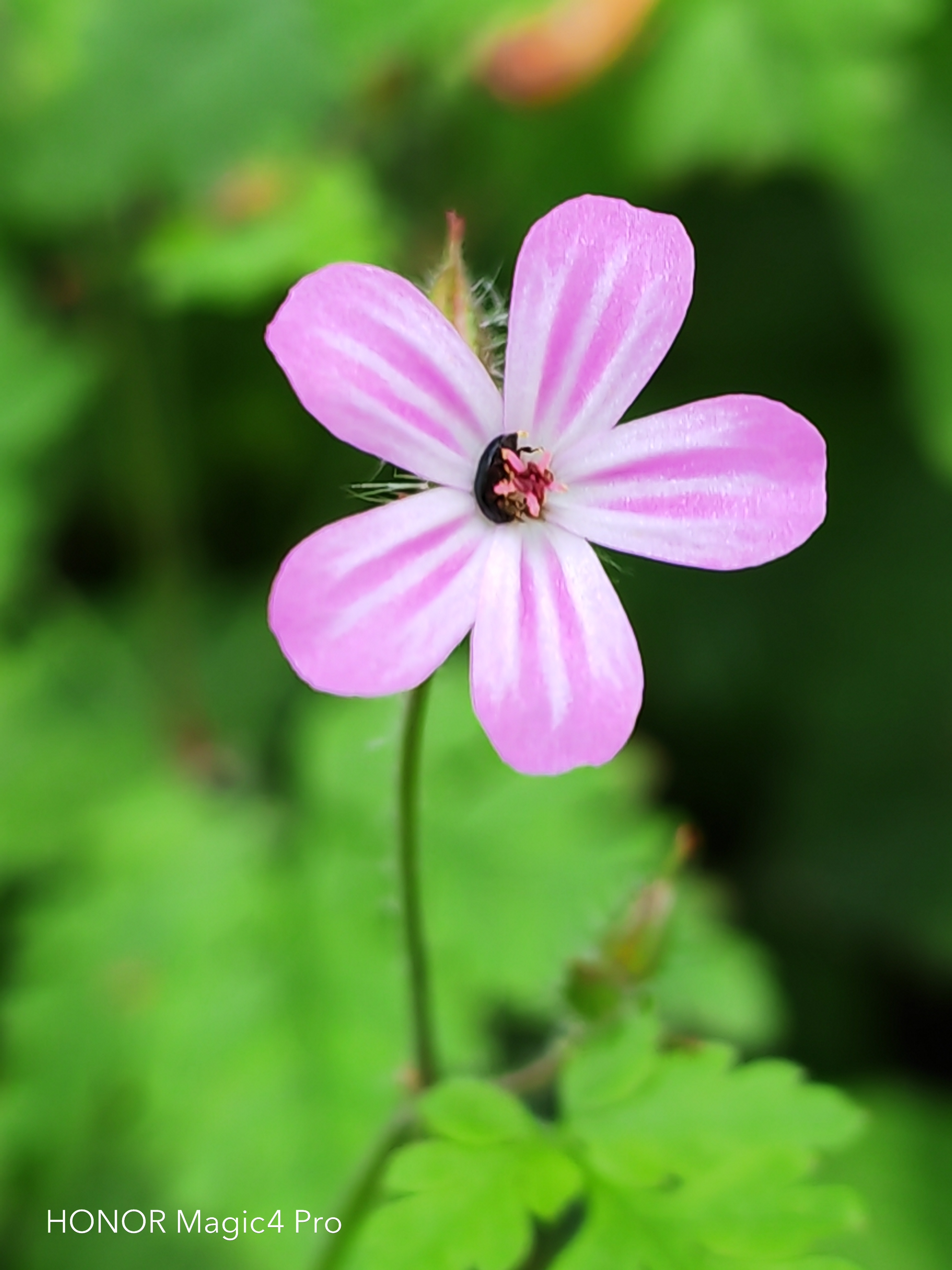 pspan-stylefont-size18pxHello-to-strongall-the-fansstrongbrbrLast