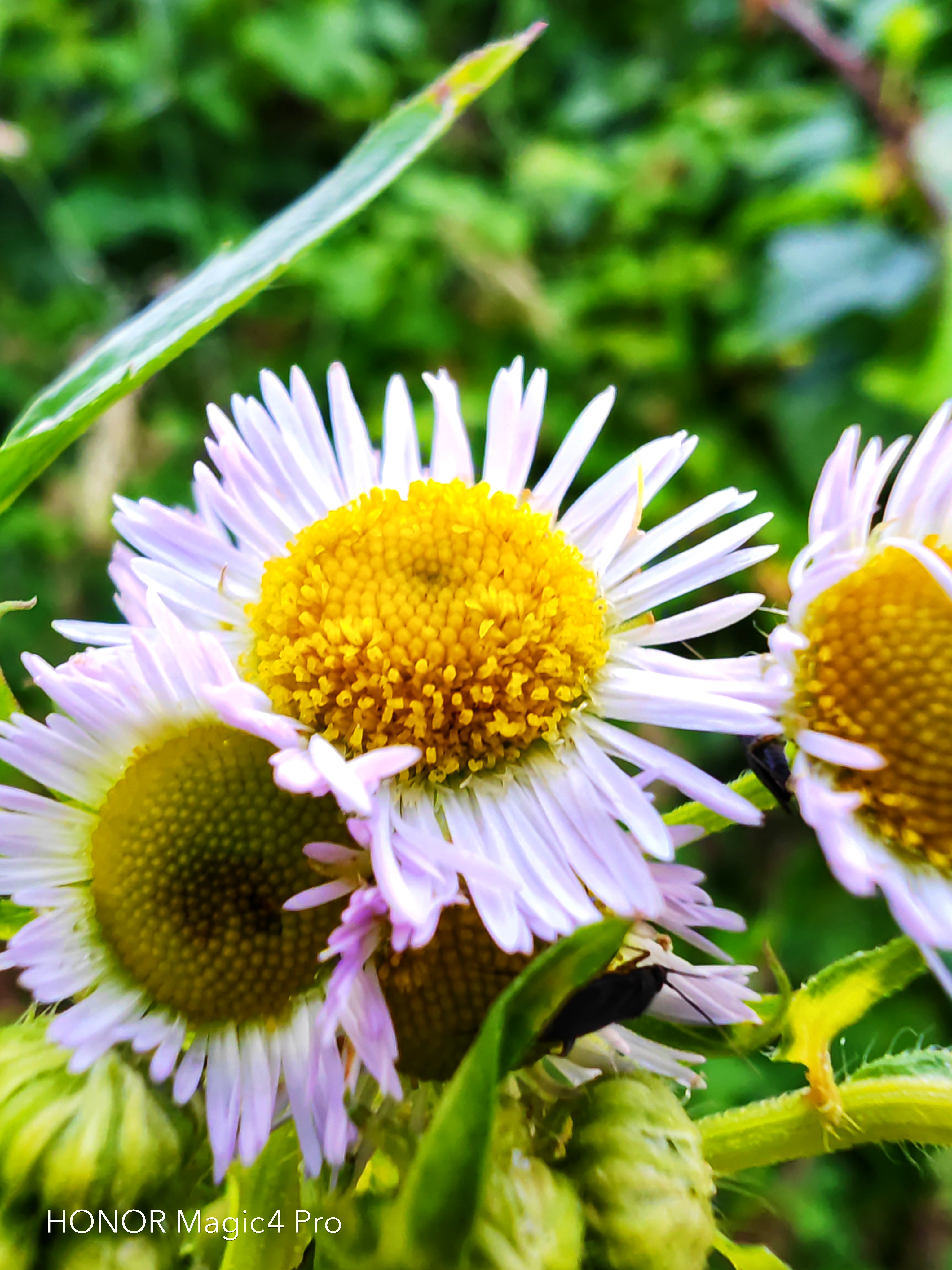 pspan-stylefont-size18pxHello-to-strongall-the-fansstrongbrbrLast