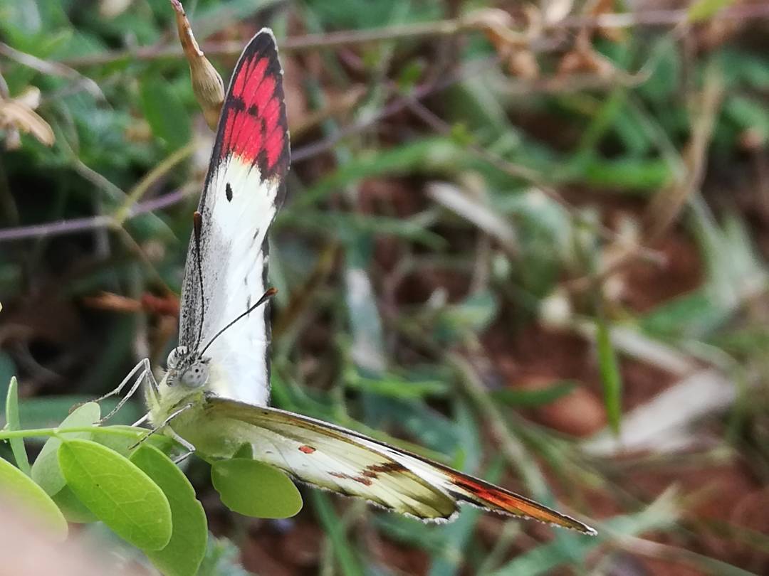 Innocent Insects HONOR CLUB (Global)