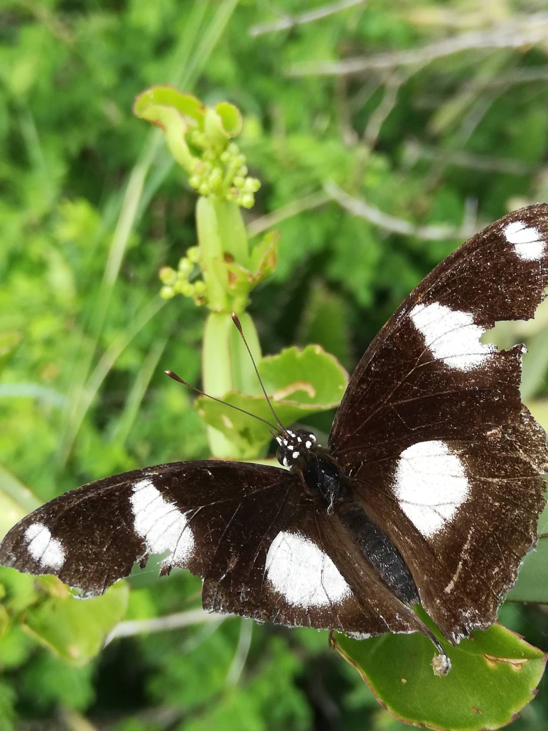 Innocent Insects HONOR CLUB (Global)