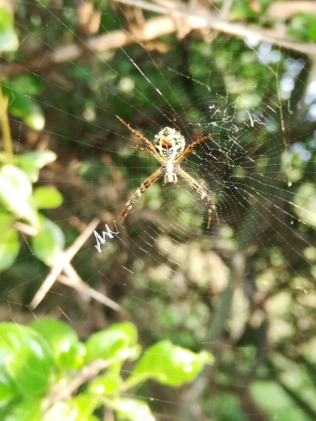 Innocent Insects HONOR CLUB (Global)