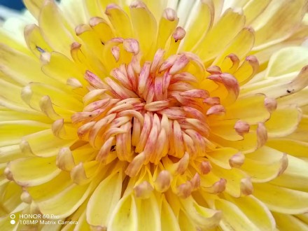 pHippbrppToday-I-found-some-macro-shots-made-by-the-Honor-60-Pro