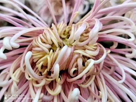 pHippbrppToday-I-found-some-macro-shots-made-by-the-Honor-60-Pro