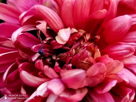 pHippbrppToday-I-found-some-macro-shots-made-by-the-Honor-60-Pro