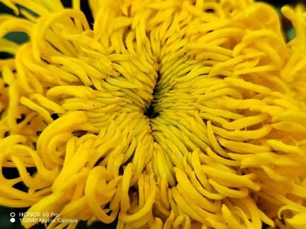 pHippbrppToday-I-found-some-macro-shots-made-by-the-Honor-60-Pro