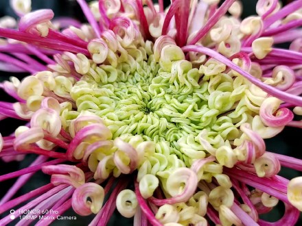 pHippbrppToday-I-found-some-macro-shots-made-by-the-Honor-60-Pro