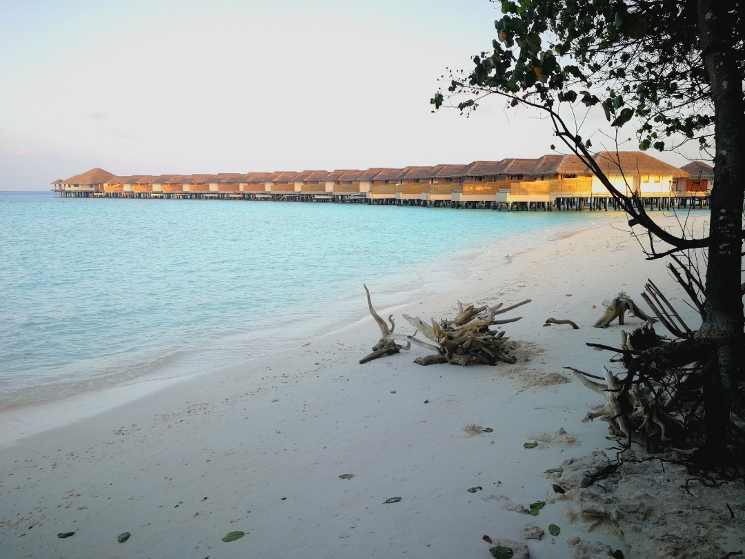 pimg-srchttpsiforum-sgchihonorcomglobalglobaldataimages202162937ac0c0d