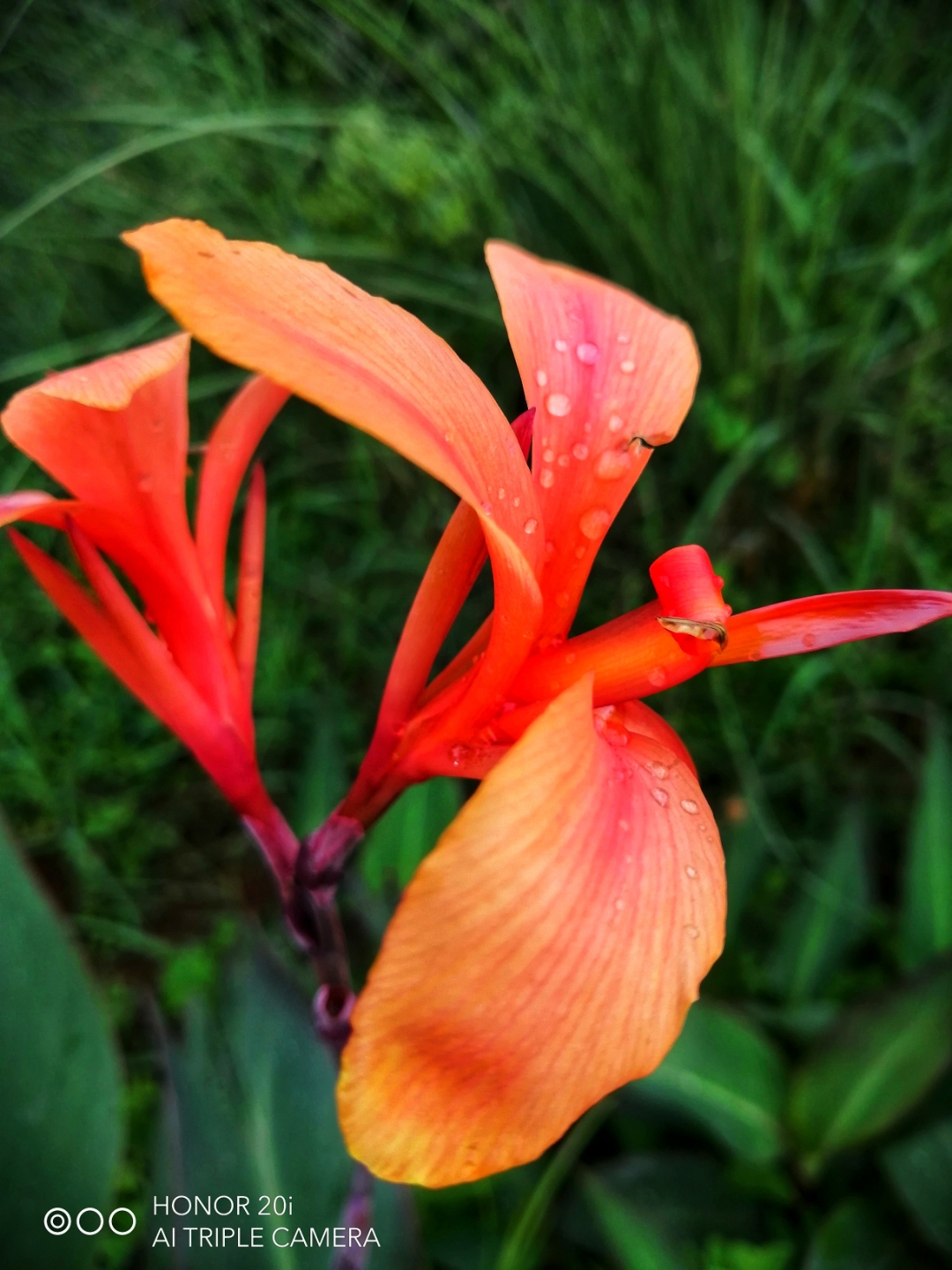 pimg-srchttpsiforum-sgchihonorcomglobalglobaldataimages202171551af4ef