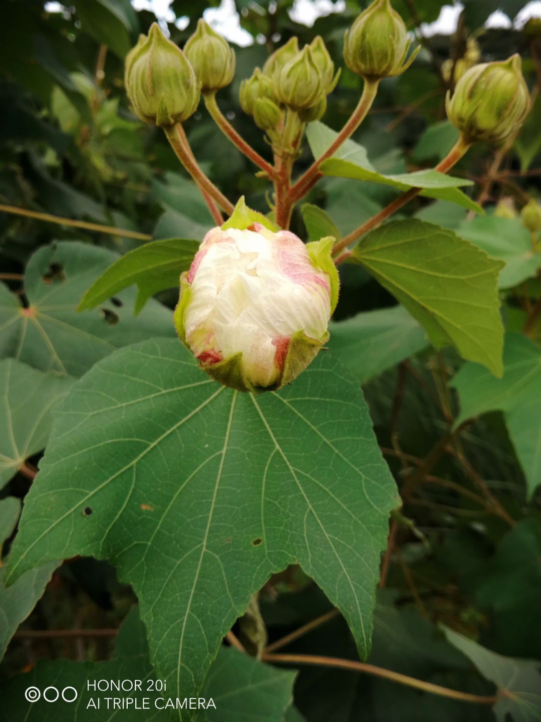 pimg-srchttpsiforum-sgchihonorcomglobalglobaldataimages202171551af4ef