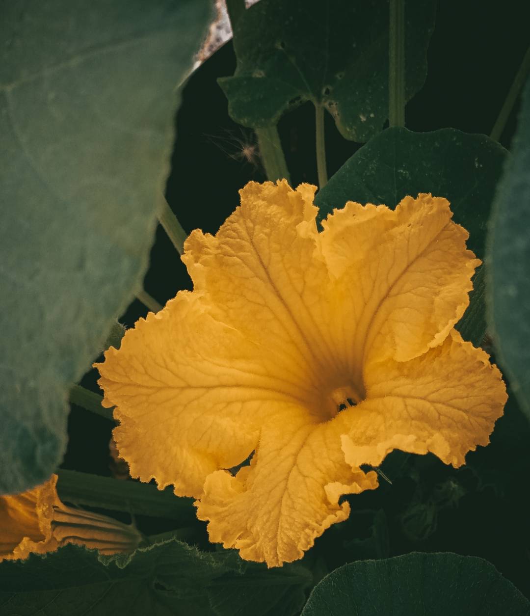 pspanHey-HONOR-fansspanppspanbrspanppspanHappy-Wednesday-How-was-your