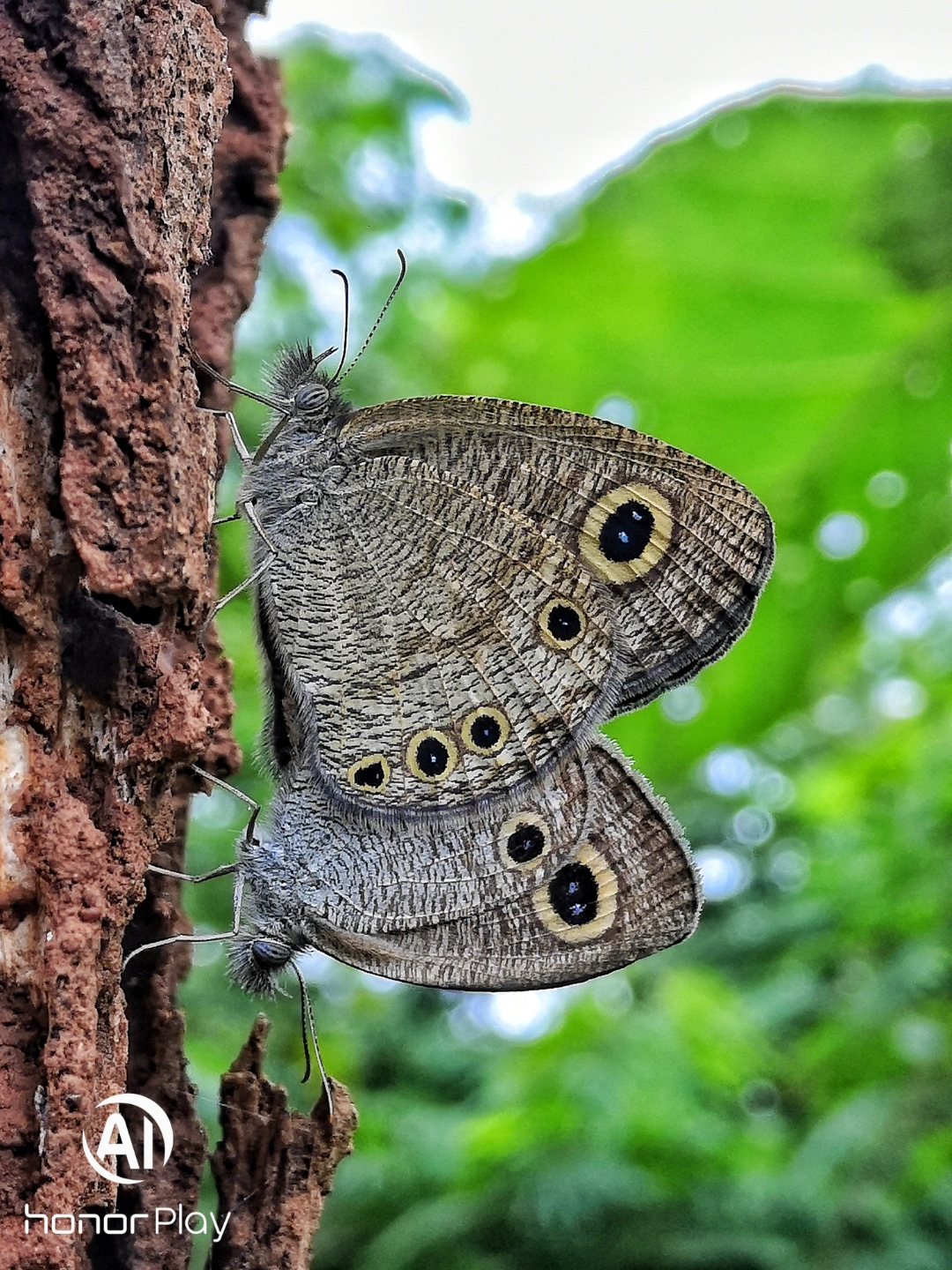 pimg-srchttpsiforum-sgchihonorcomglobalglobaldataimages202186cc1cb02a