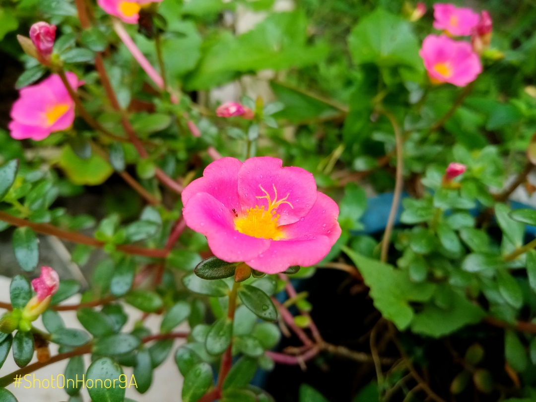 A Beautiful Flower Honor Club Global