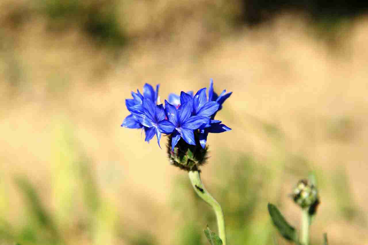 pstrongemHello-HONOR-fansemstrongppstrongemHow-are-you