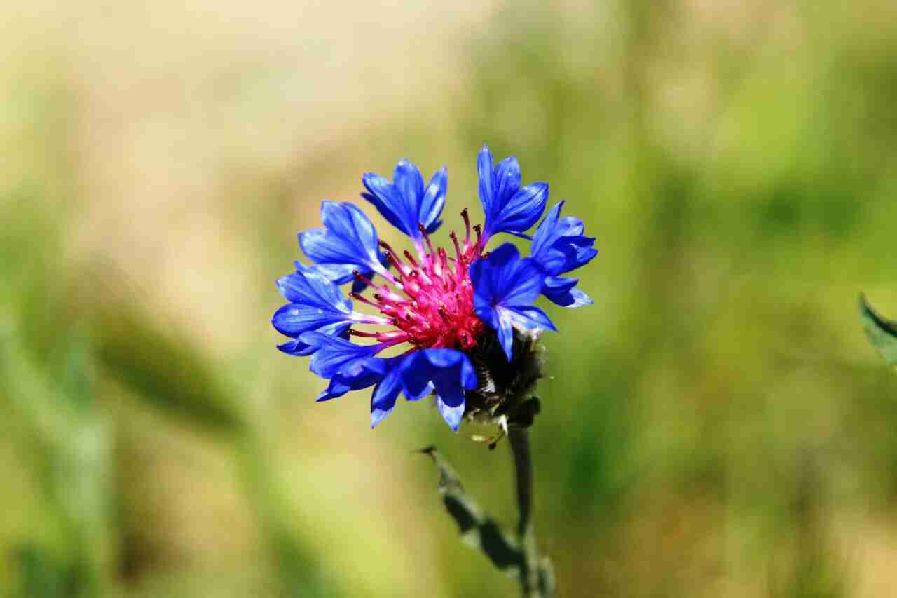 pstrongemHello-HONOR-fansemstrongppstrongemHow-are-you