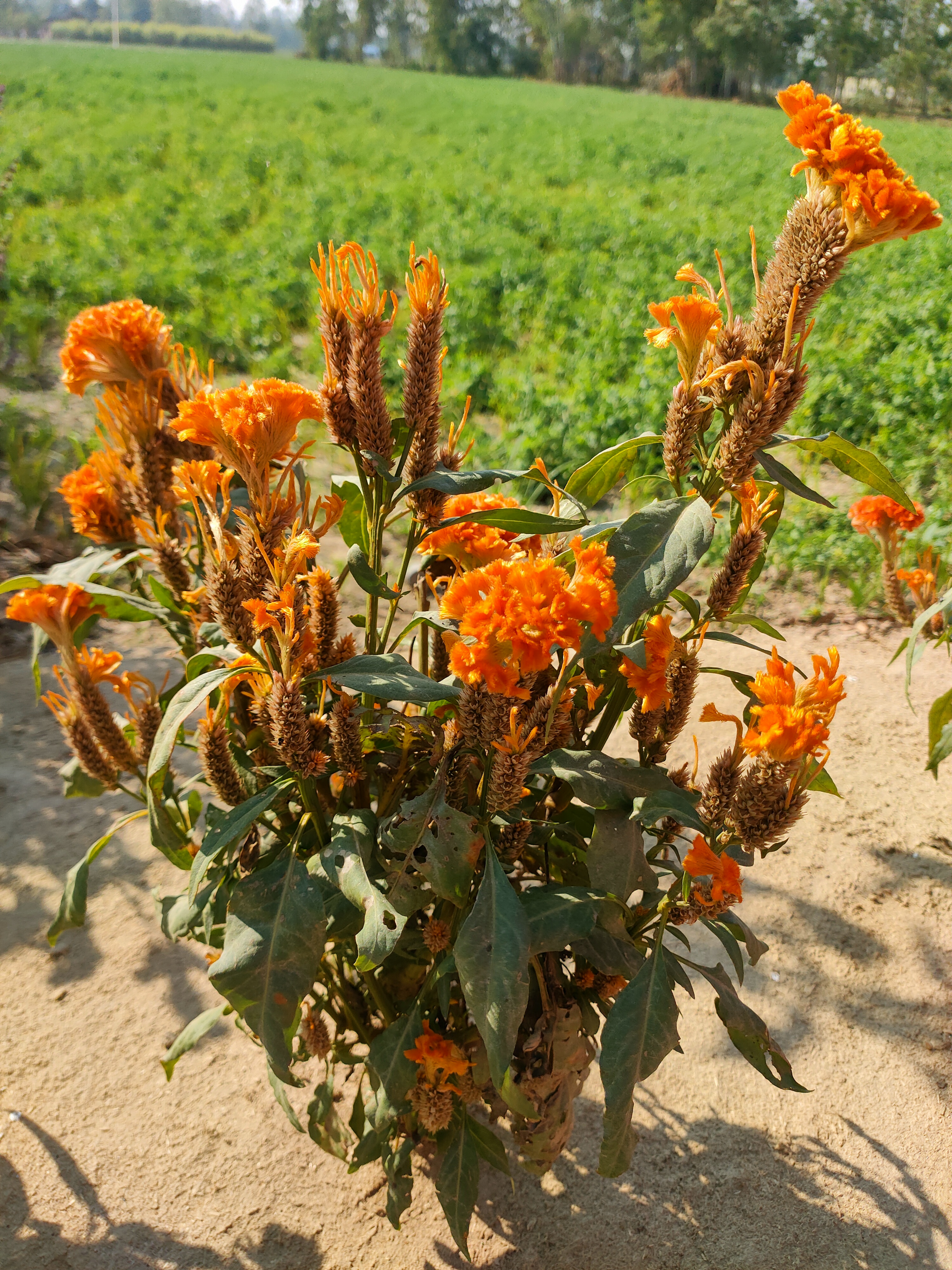 pstrongemHello-HONOR-fansemstrongppstrongemHow-are-you