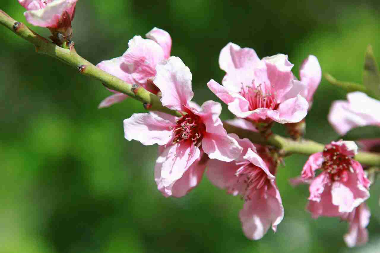 pstrongemHello-HONOR-fansemstrongppstrongemHow-are-you