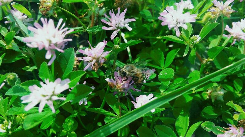 pstrongemHello-HONOR-fansemstrongppstrongemHow-are-you