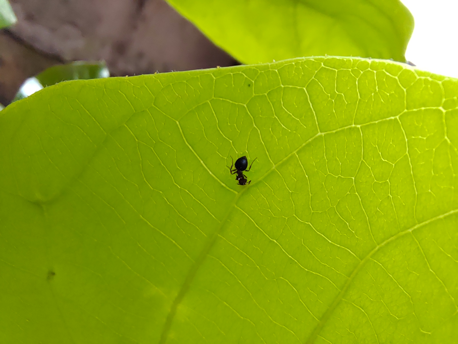 p-styletext-align-center-strongspan-stylecolorrgb000img-srchttpsiforum