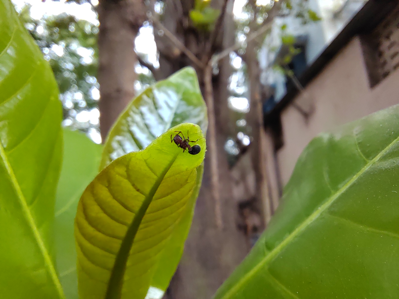 p-styletext-align-center-strongspan-stylecolorrgb000img-srchttpsiforum