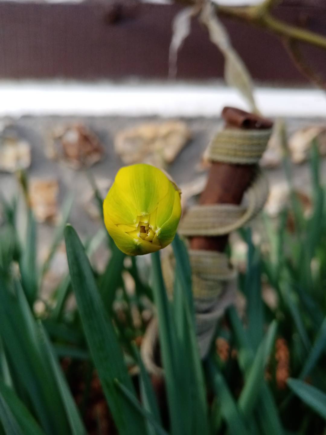 pspan-stylefont-size16pxHey-there-HONOR-Fans-spanppspan-stylefont