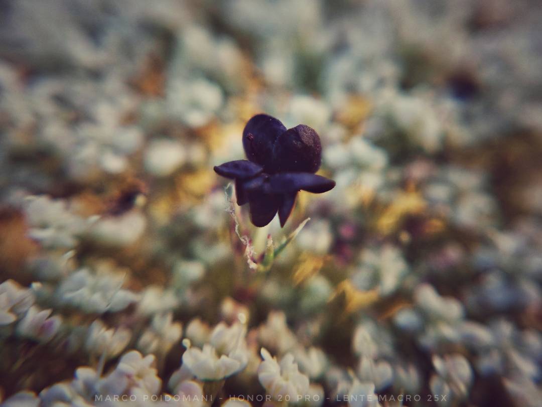 pspan-stylefont-size16pxHey-there-HONOR-Fans-spanppspan-stylefont