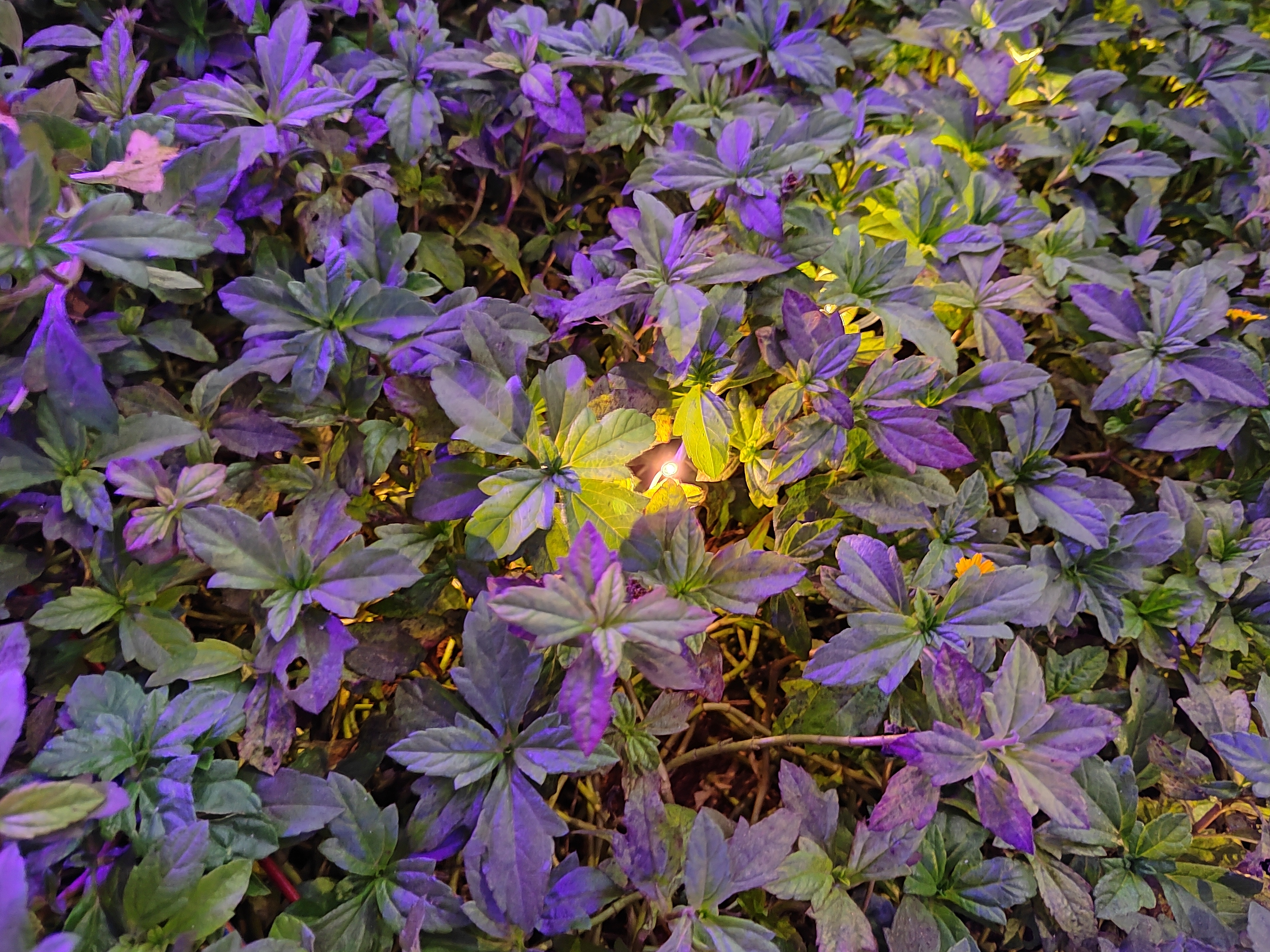 p-styletext-align-center-strongspan-stylefont-size16pximg