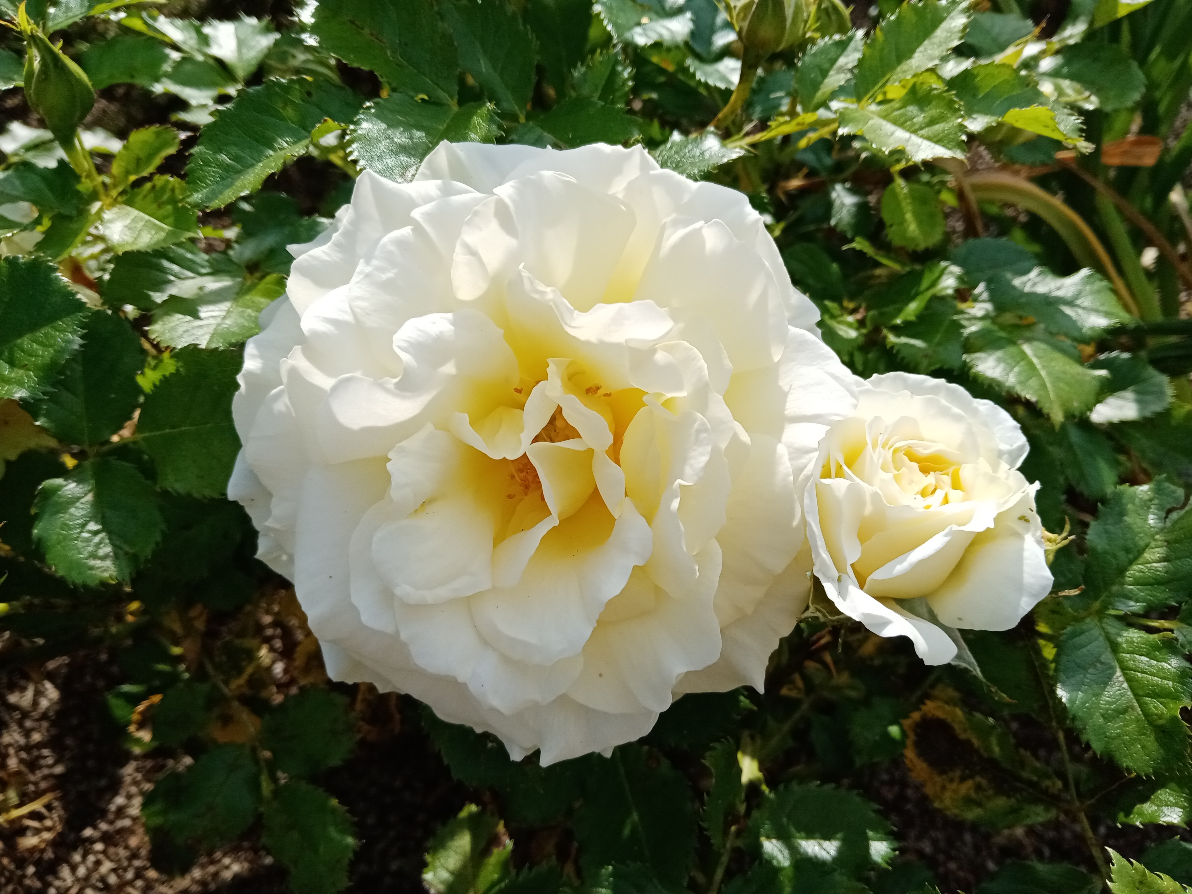 pHelloppbrppbrppbrppToday-March-8-2022-is-an-important-day-all-over