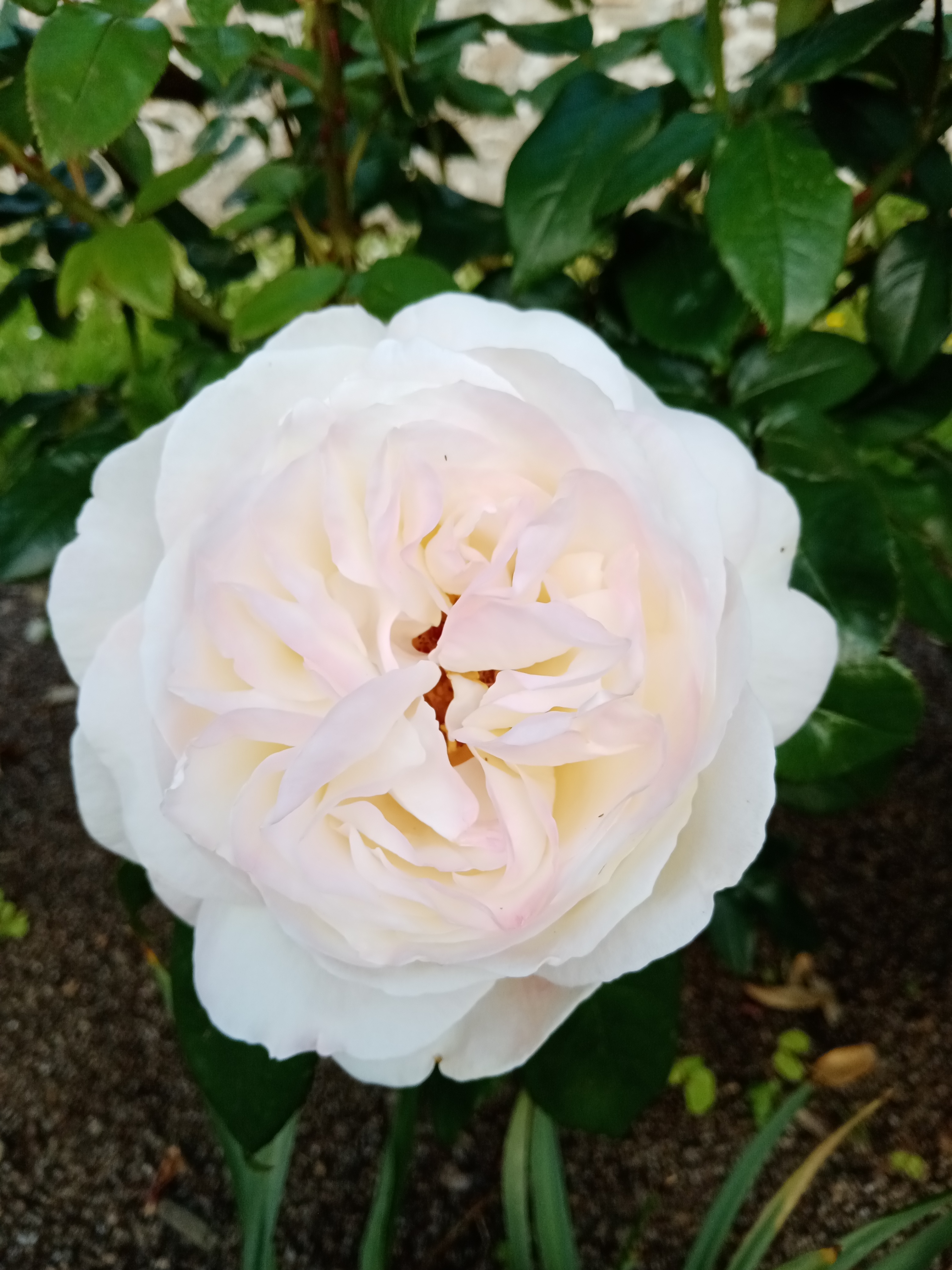 pHelloppbrppbrppbrppToday-March-8-2022-is-an-important-day-all-over