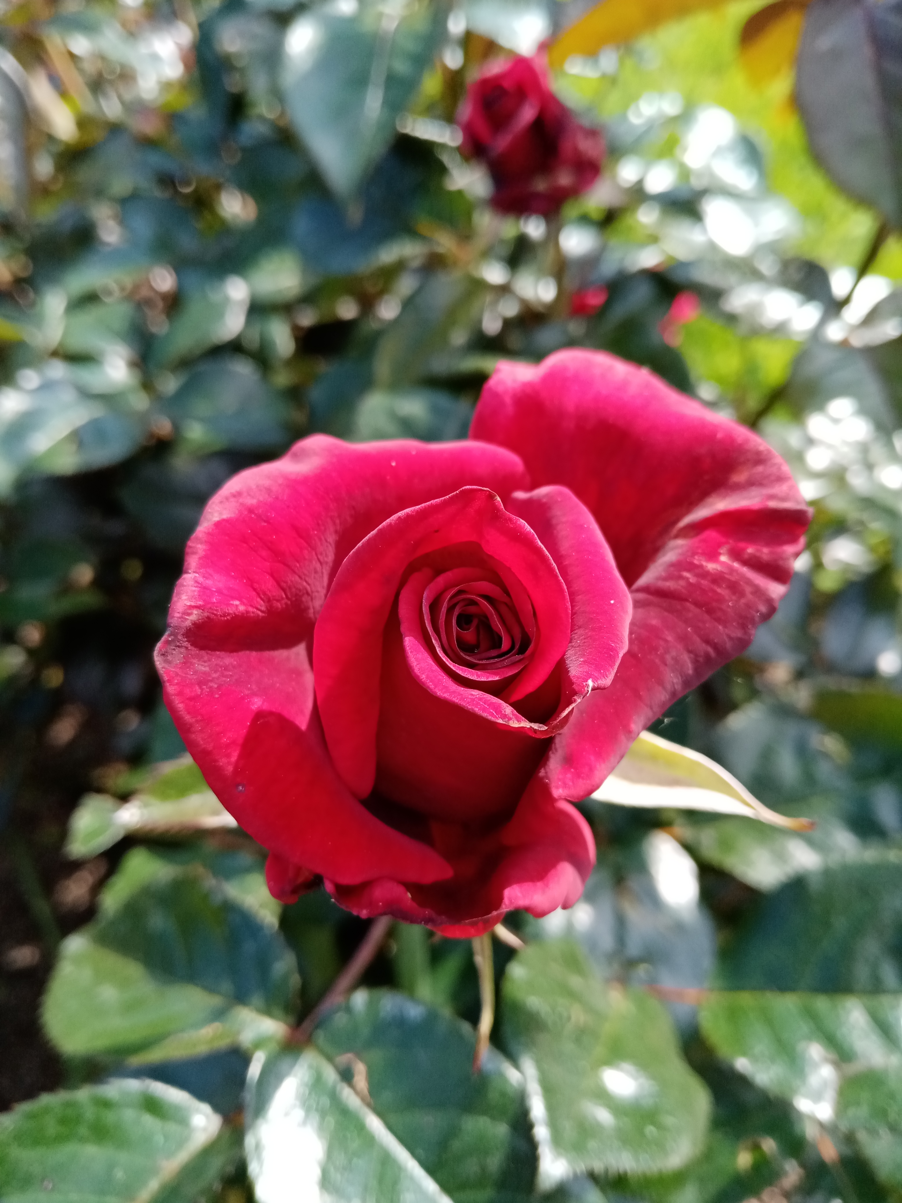 pHelloppbrppbrppbrppToday-March-8-2022-is-an-important-day-all-over