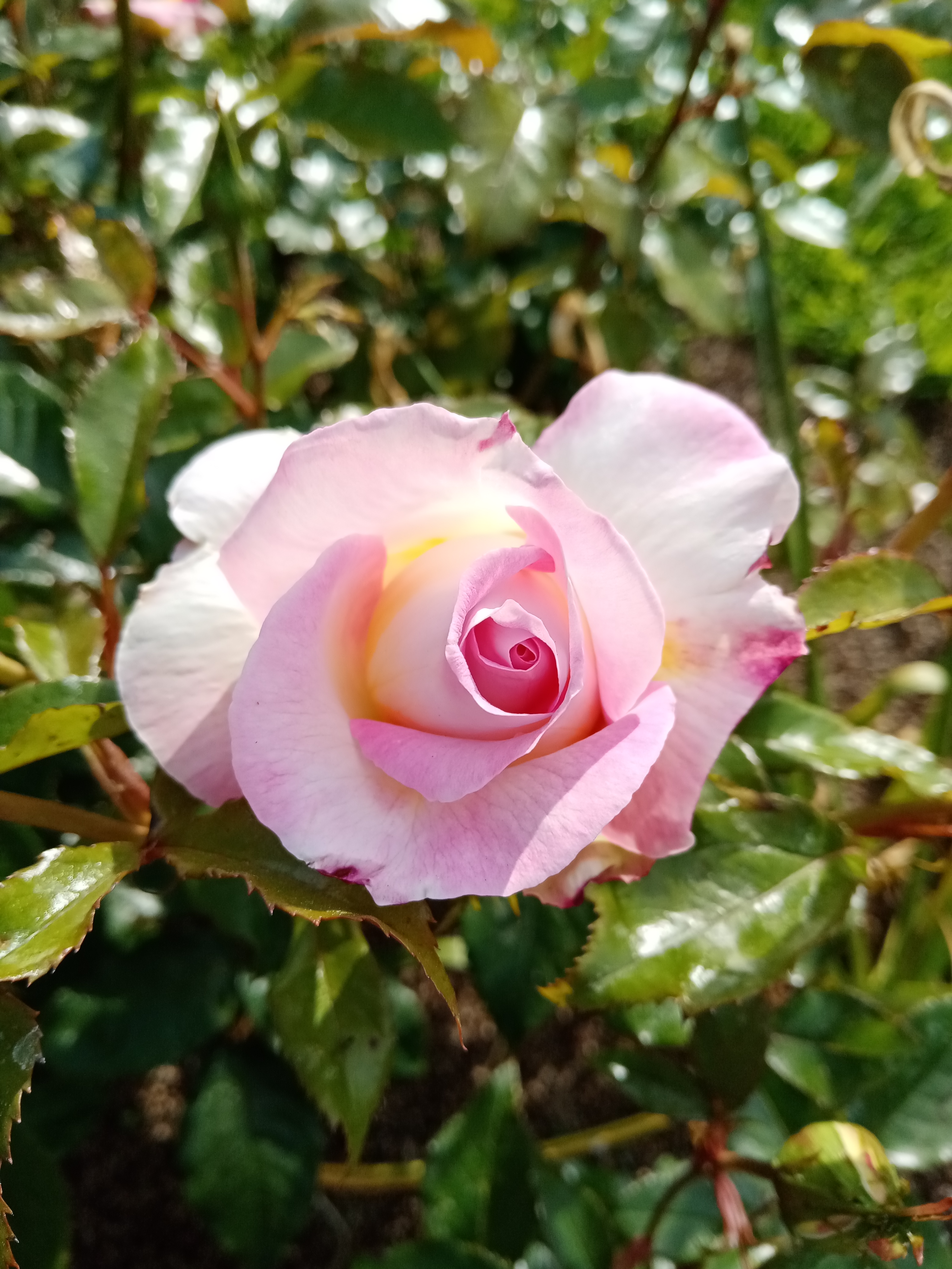 pHelloppbrppbrppbrppToday-March-8-2022-is-an-important-day-all-over