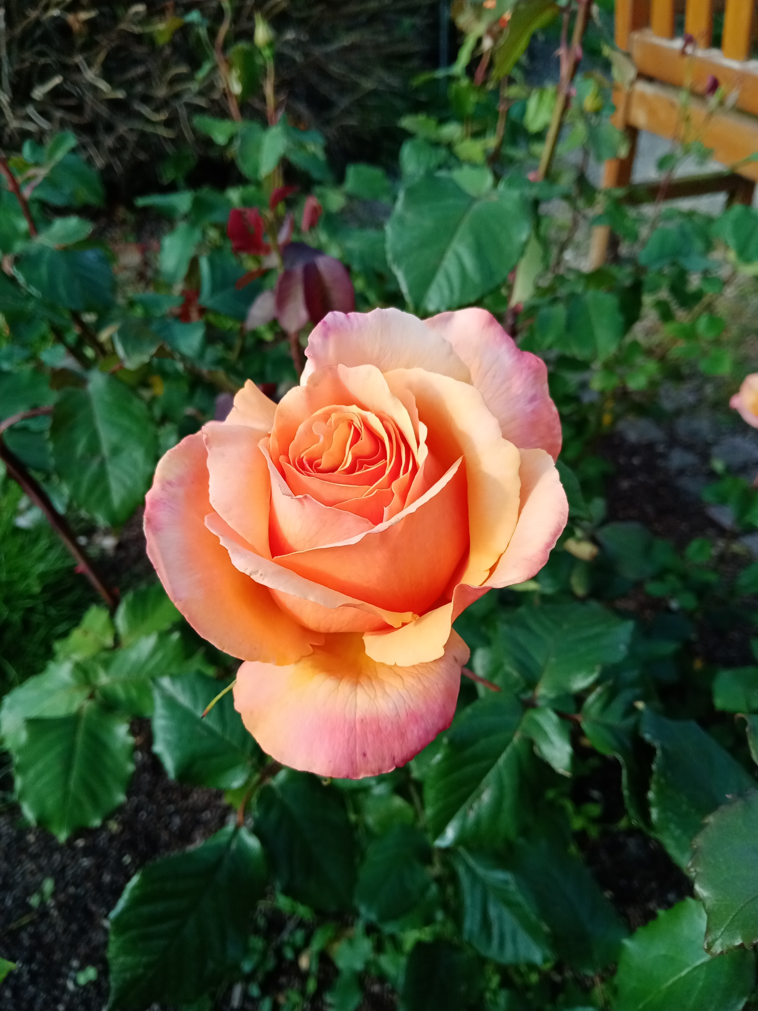 pHelloppbrppbrppbrppToday-March-8-2022-is-an-important-day-all-over