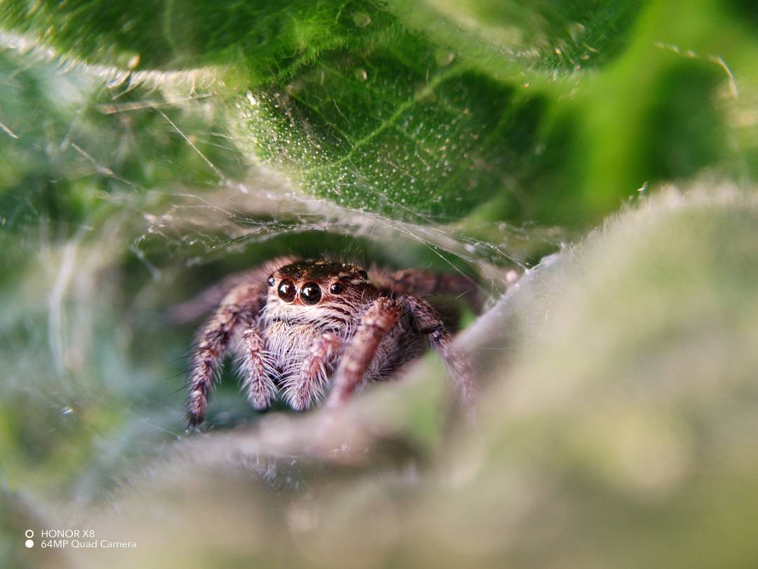 pbrppHONOR-has-launched-thenbsp-HONOR-X8-device-last-month-globally