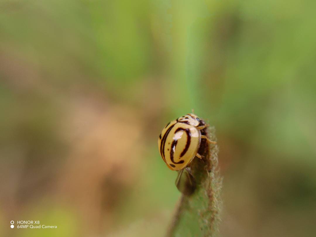 pbrppHONOR-has-launched-thenbsp-HONOR-X8-device-last-month-globally