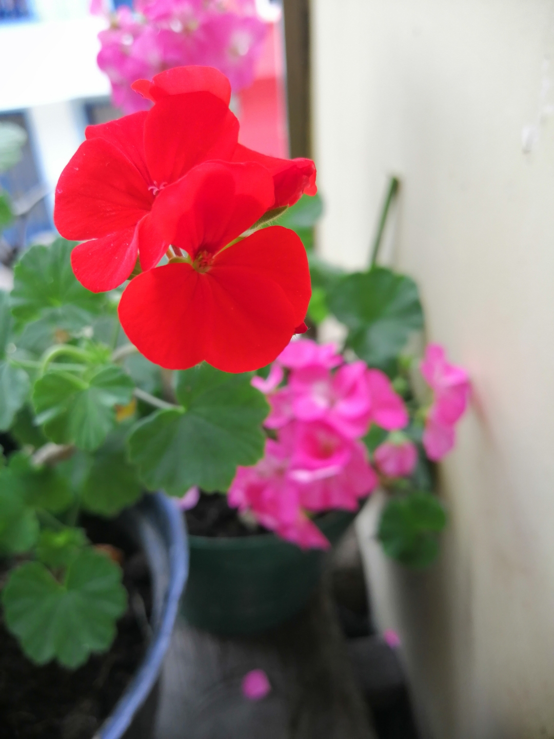 Fotos-tomadas-con-el-Honor-8X-Quedan-mágicas