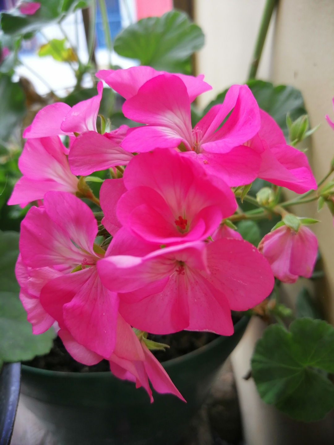 Fotos-tomadas-con-el-Honor-8X-Quedan-mágicas