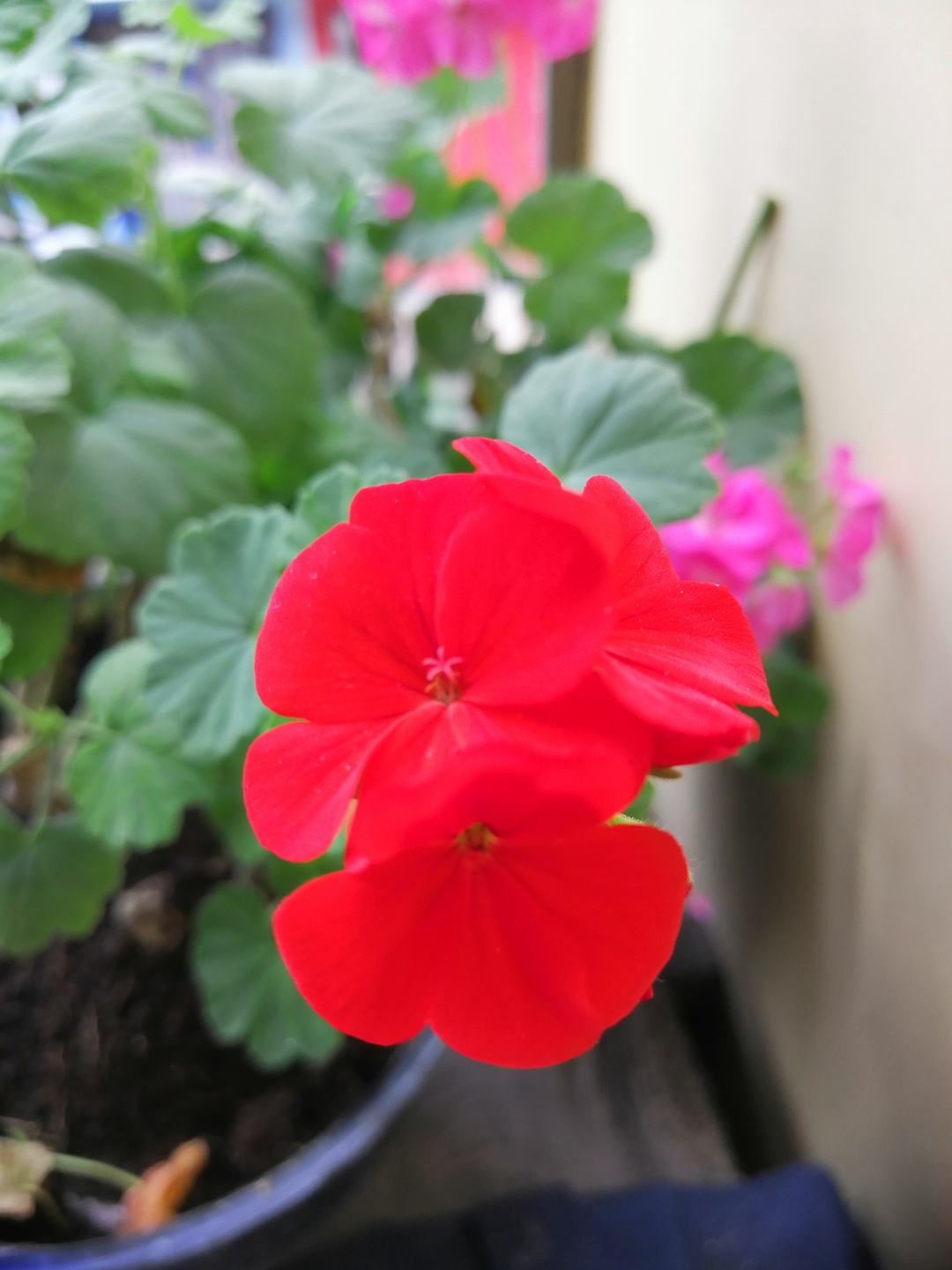 Fotos-tomadas-con-el-Honor-8X-Quedan-mágicas