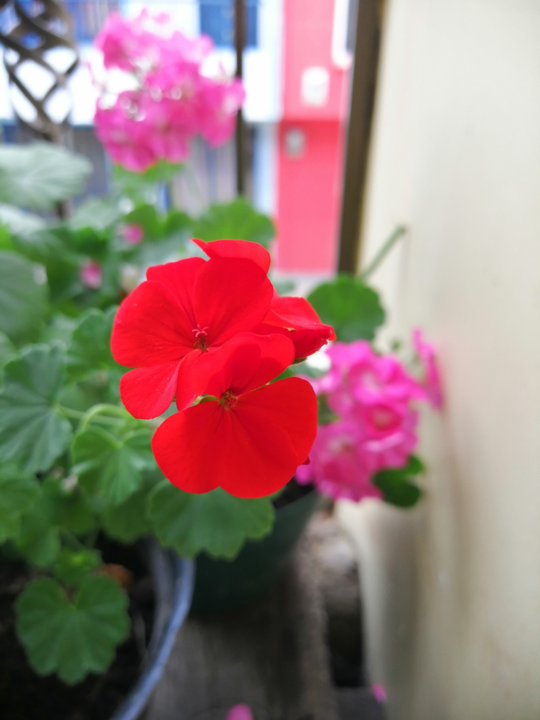 Fotos-tomadas-con-el-Honor-8X-Quedan-mágicas