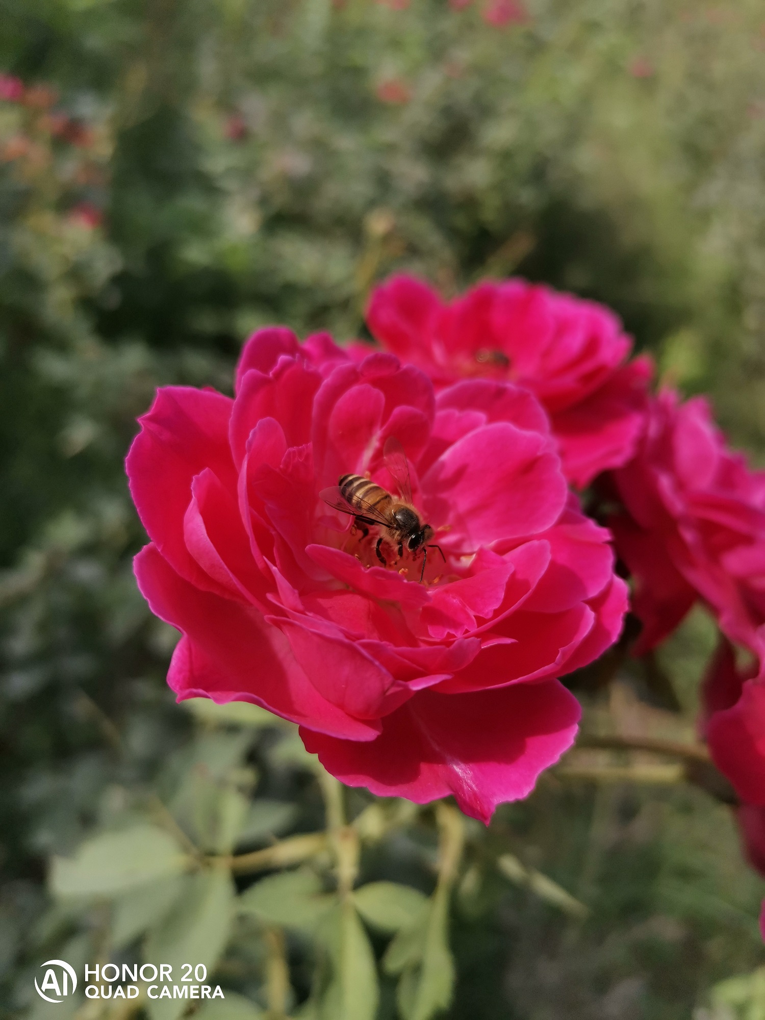 Fotografía-Belleza-de-la-naturaleza-capturada-por-HONOR-20