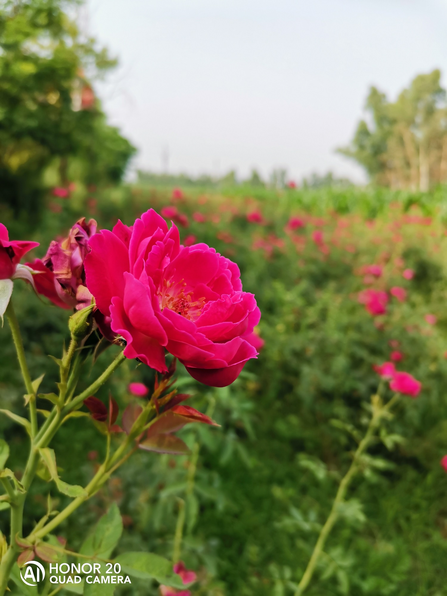 Fotografía-Belleza-de-la-naturaleza-capturada-por-HONOR-20