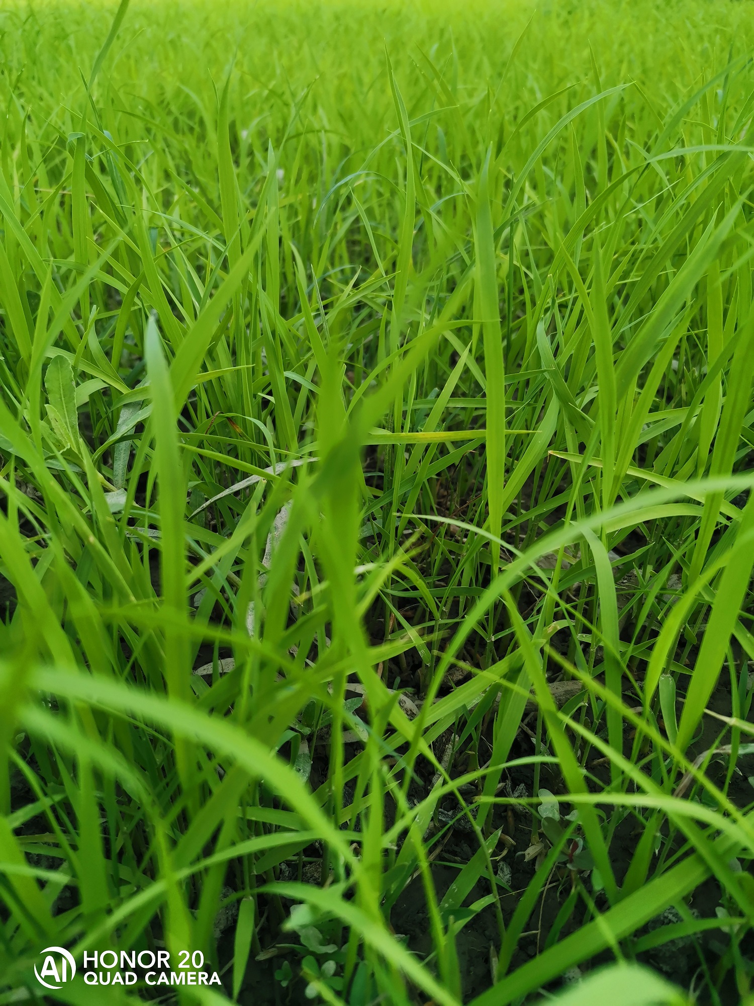 Fotografía-Belleza-de-la-naturaleza-capturada-por-HONOR-20