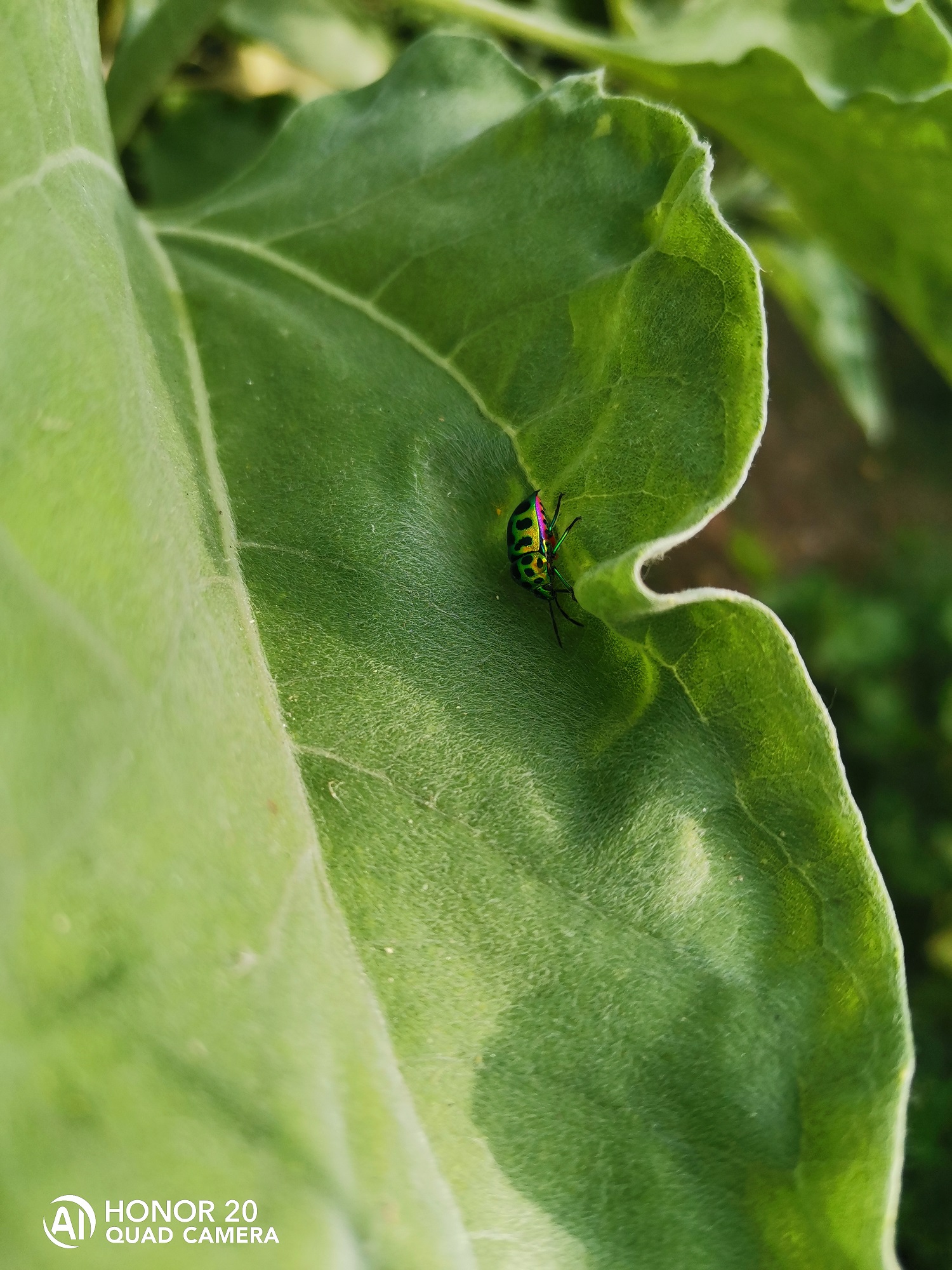 Fotografía-Belleza-de-la-naturaleza-capturada-por-HONOR-20