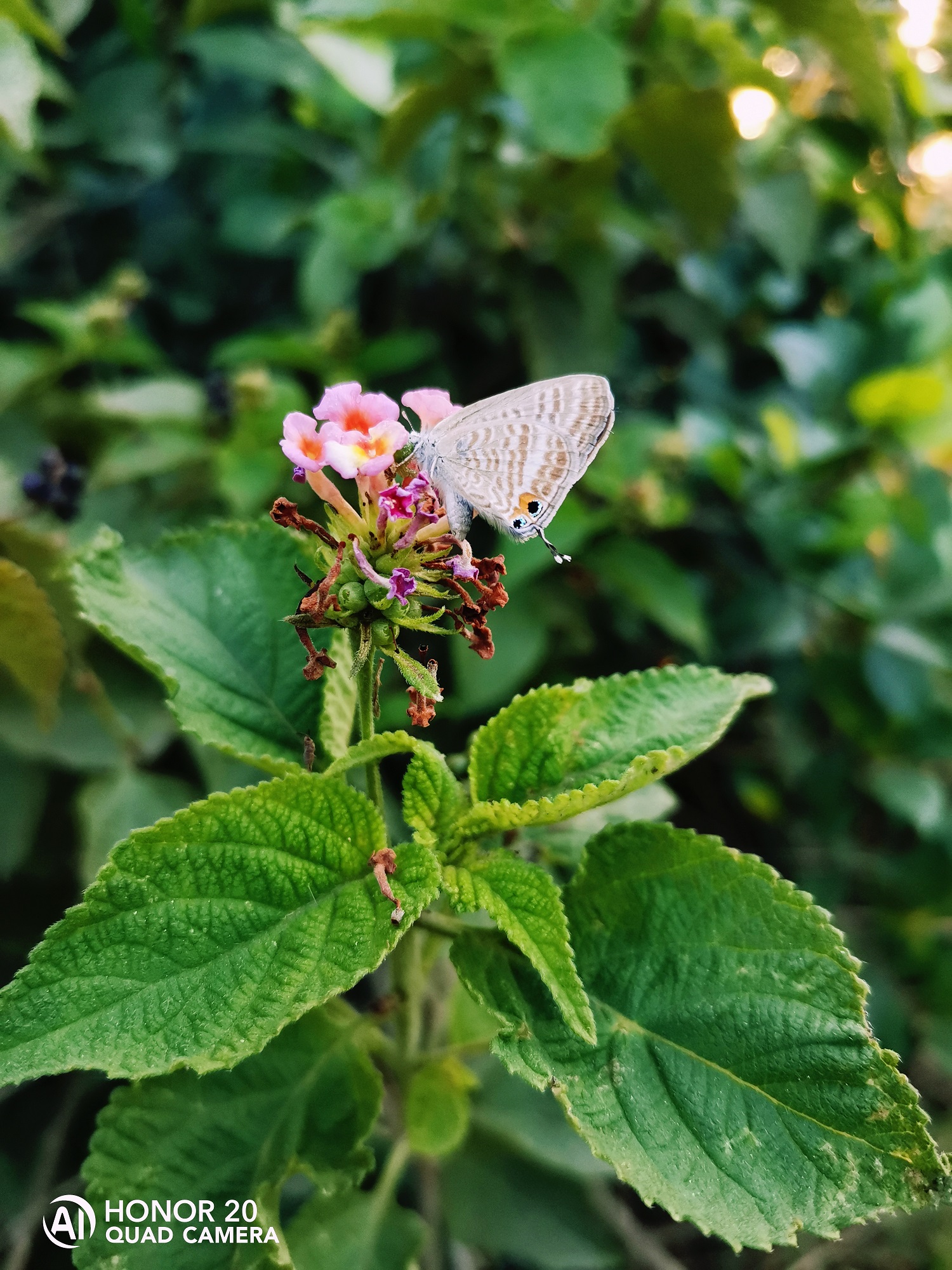 Fotografía-Belleza-de-la-naturaleza-capturada-por-HONOR-20