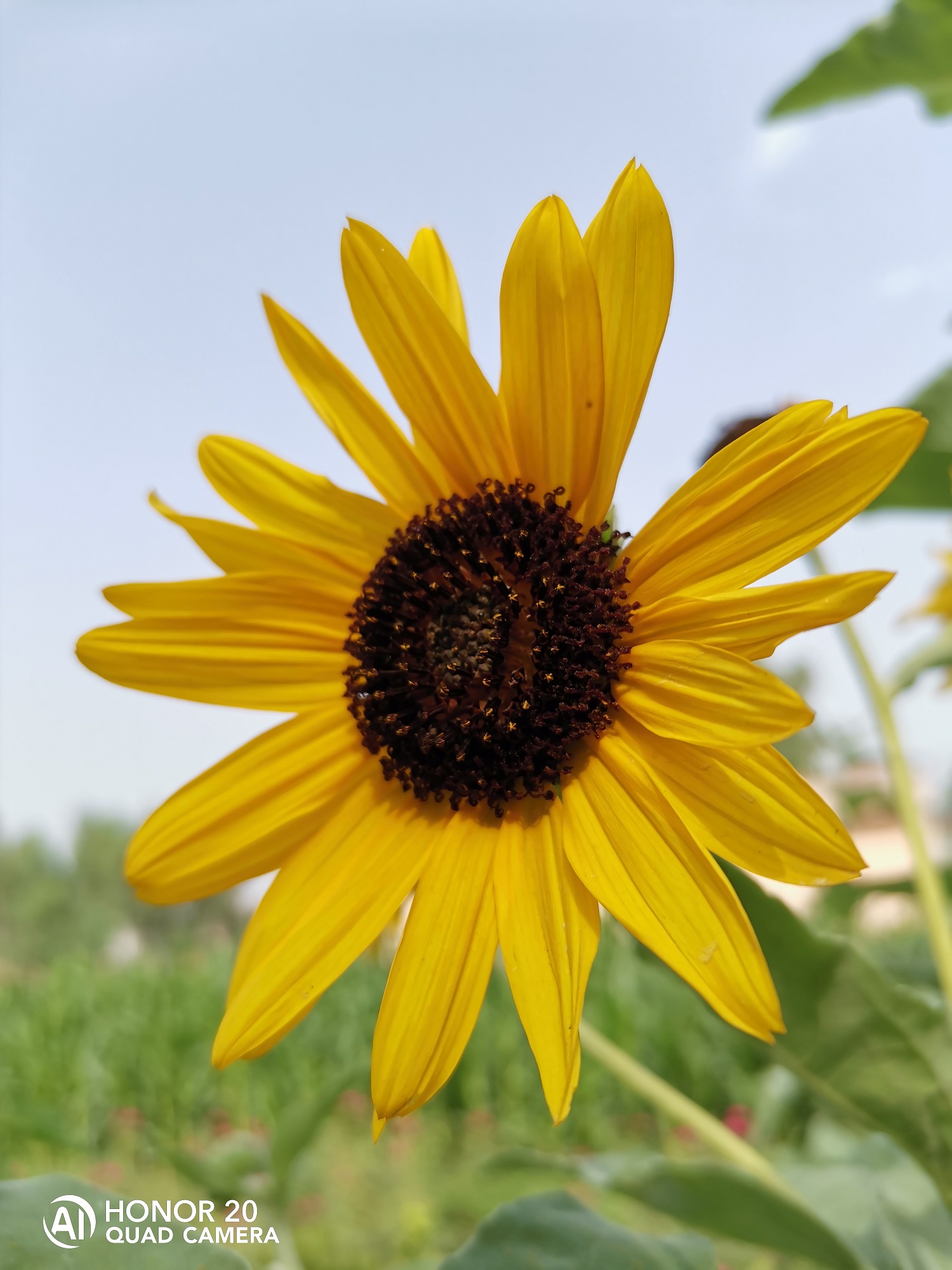 Fotografía-Belleza-de-la-naturaleza-capturada-por-HONOR-20